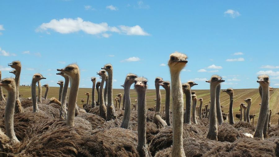 High section of ostrich in field