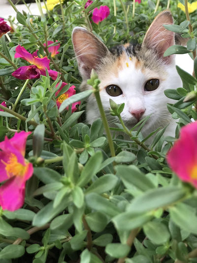Close-up portrait of cat on green plant