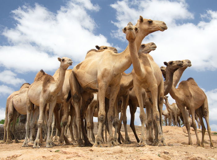 Closeup ground view of group of camels against blue sky background at camel market harar, ethiopia.