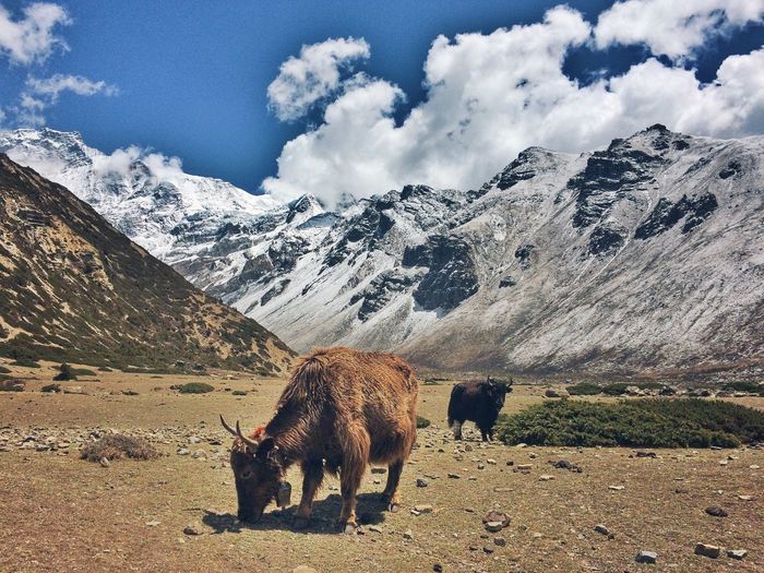 Yaks standing against mountains