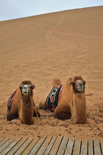 1038 bactrian camels for tourist rides. badain e.lake-badain jaran area gobi desert-nei mongol-china