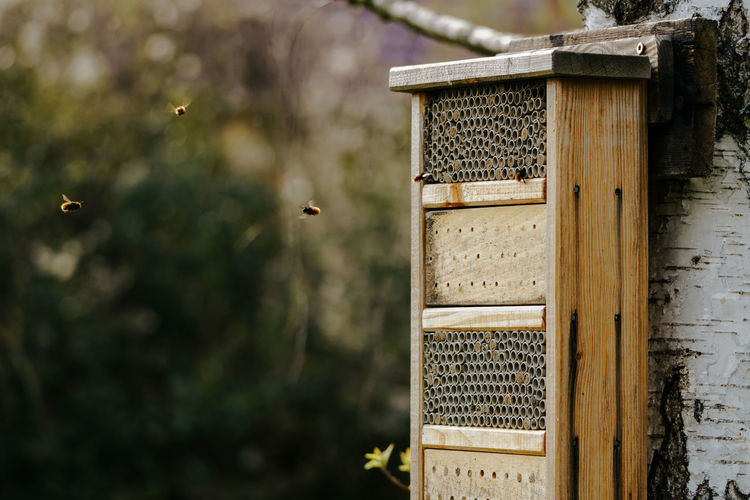 Close-up of bee flying towards insect hotel against blurred background