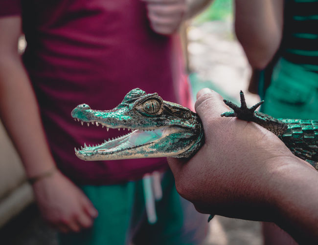 Cropped hand holding young alligator