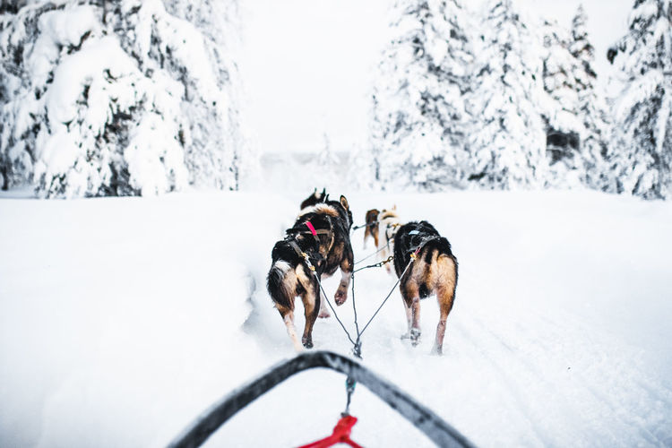 Dogs pulling a sledge during winter