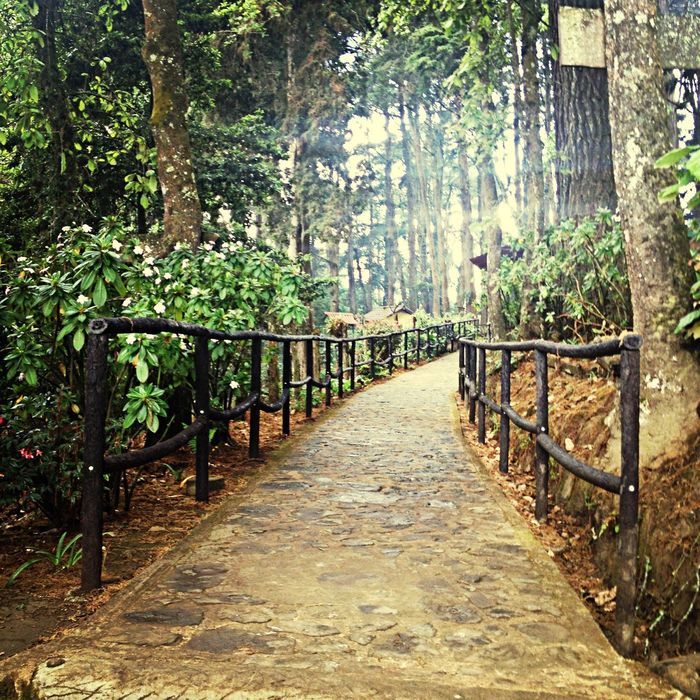 Walkway at ecological park