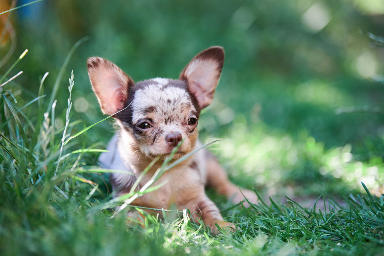 Chihuahua puppy, little dog in garden. cute small doggy on grass. short haired chihuahua breed