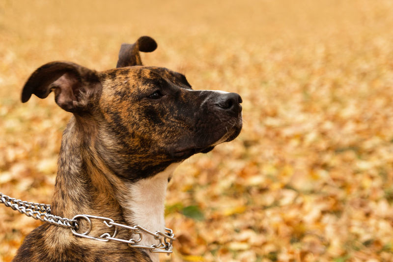 Brindle staffordshire terrier on the background of fall leaves in a park. a dog with sad eyes.