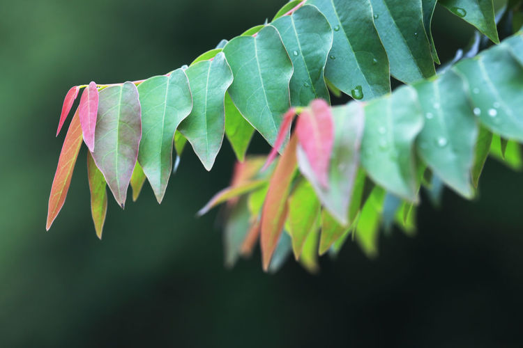 Close-up of pink leaves on plant