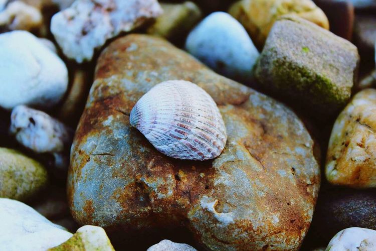 High angle view of seashell on rock
