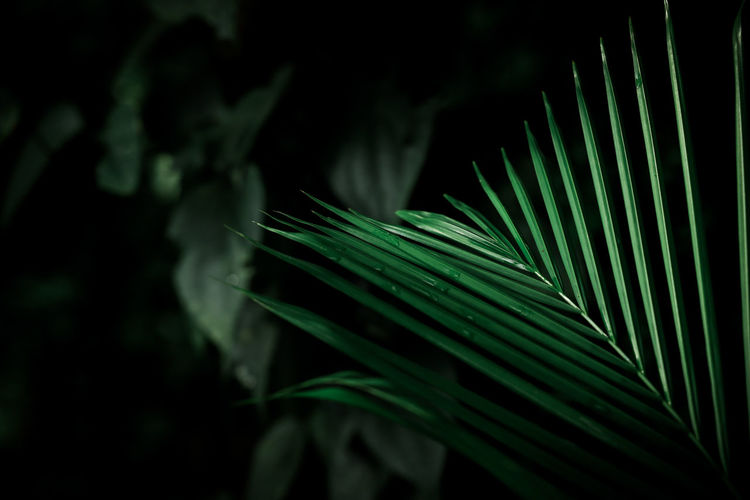 Green tropical palm leaves, dark green background