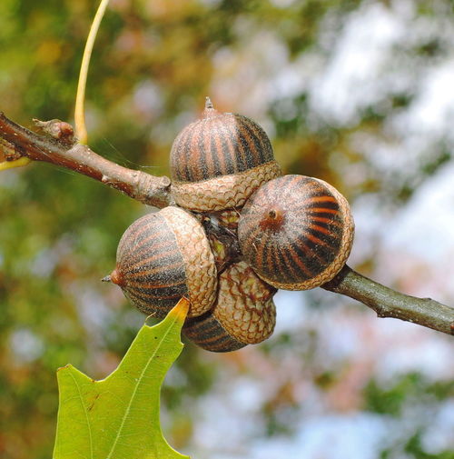 Close-up of shell on tree