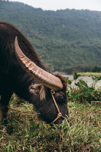 Wild asian buffalo with big horn. domestic animals in vietnam