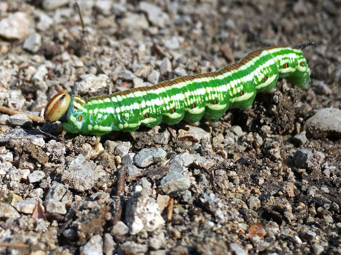 Close-up of caterpillar on a field