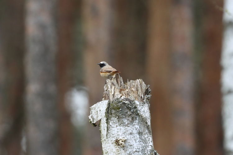 Redstart bird on the stump