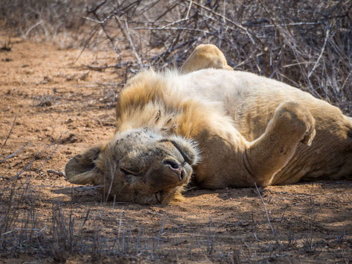 Lion lying on ground sleeping, kruger national park, south africa