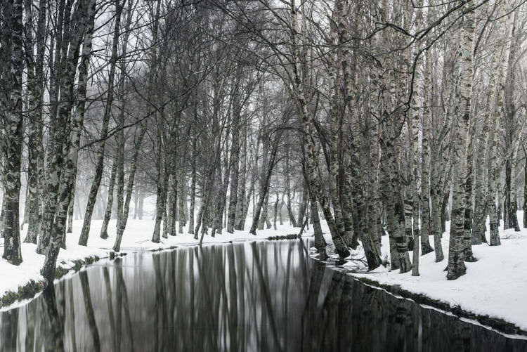 Panoramic shot of frozen trees during winter