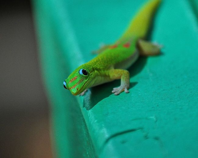 Close-up of reptile looking at camera