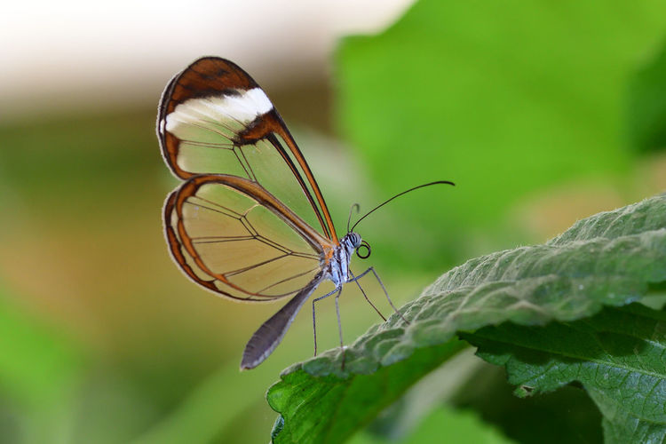 Close-up of a glasswing butterfly on leaf