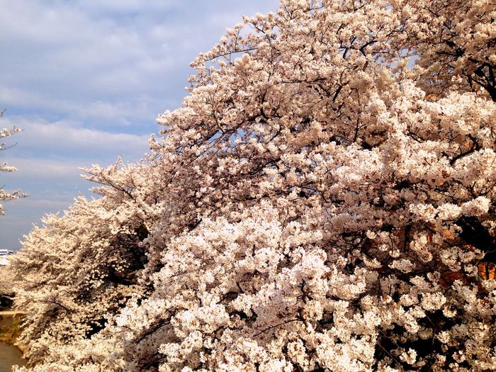 Low angle view of cherry blossom against sky
