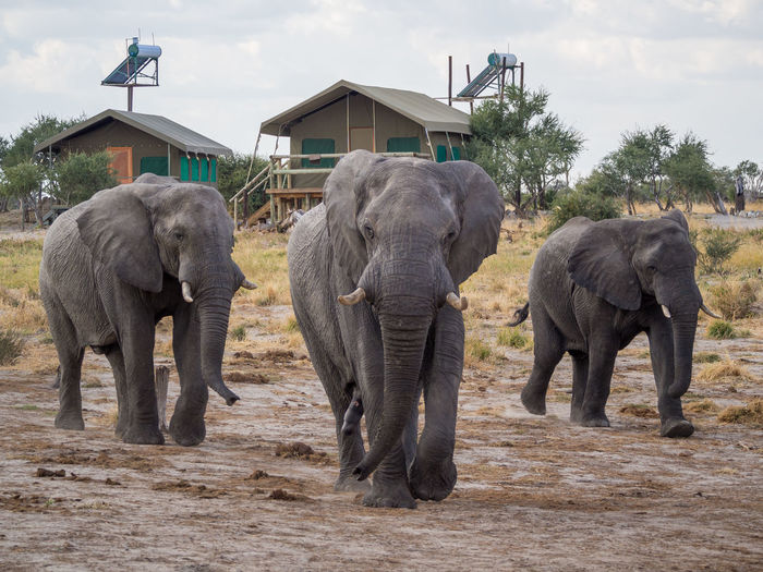 Group of african elephant walking in safari camp in botswana, africa