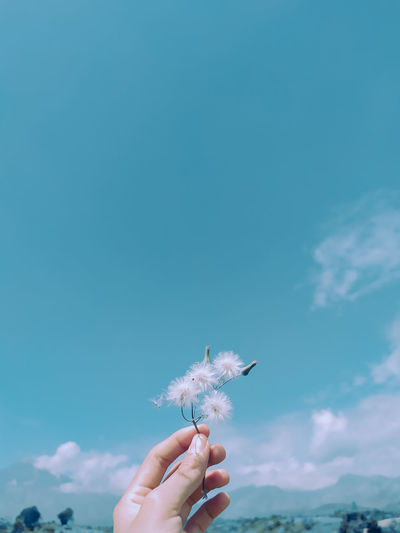 Hand holding dandelion against blue sky