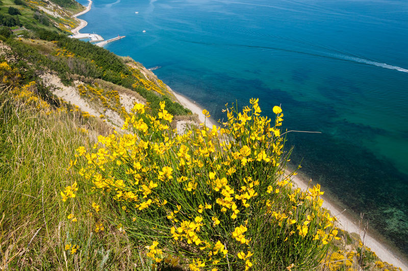 High angle view of yellow flowers on beach