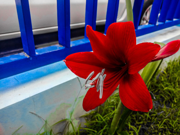 Close-up of red flowering plants