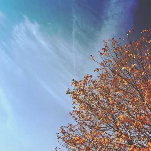 Low angle view of tree against sky