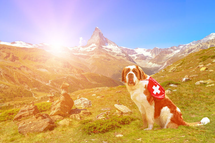 Dog standing in mountains against sky