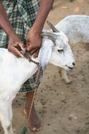 Midsection of man with goat