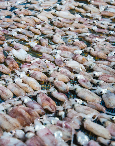 Full frame shot of squid spread out to dry