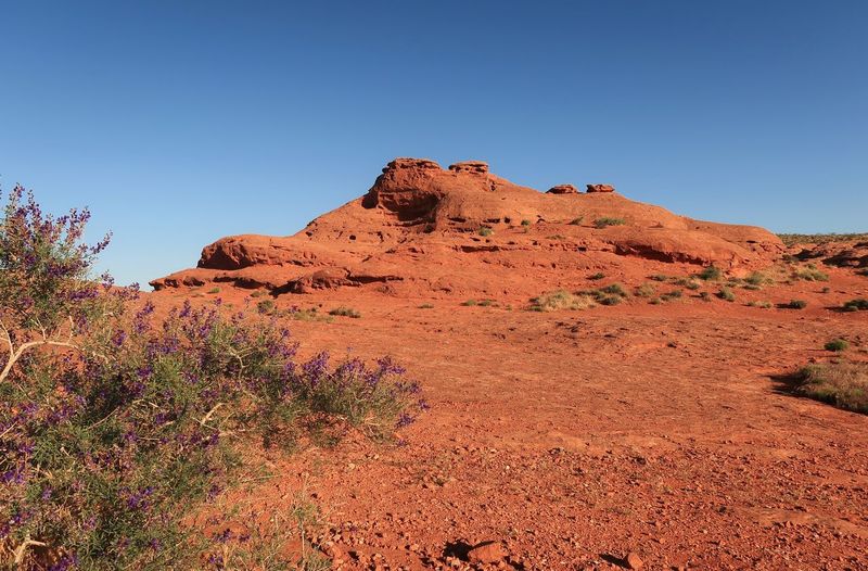 Landscape of purple flowing plant and red rock formations in pioneer park in utah