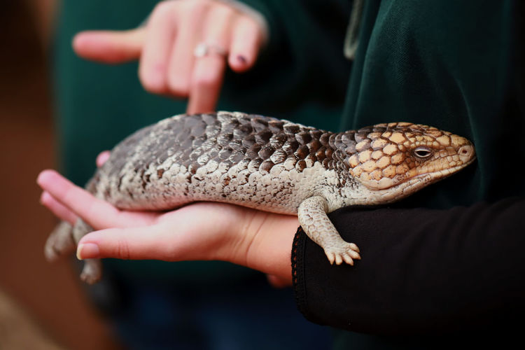 Midsection of person holding lizard