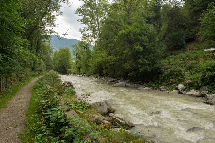 River amidst trees in forest