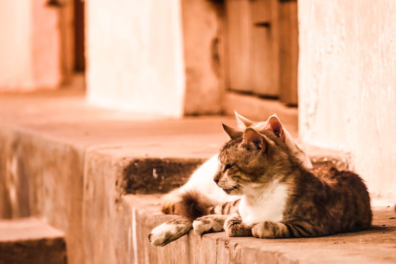 Portrait of cats in stone town at dusk