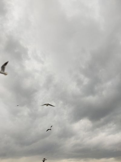 Low angle view of birds flying in sky