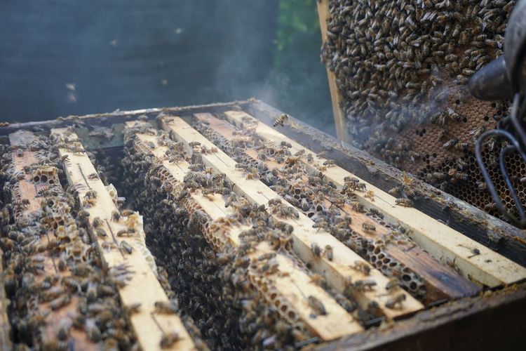 High angle view of bee
