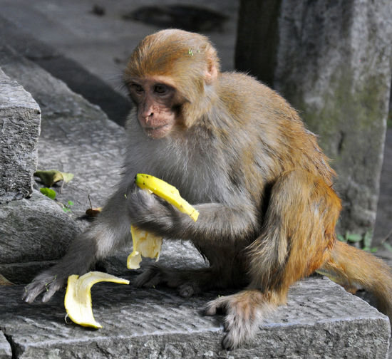 Full length of monkey eating banana at temple