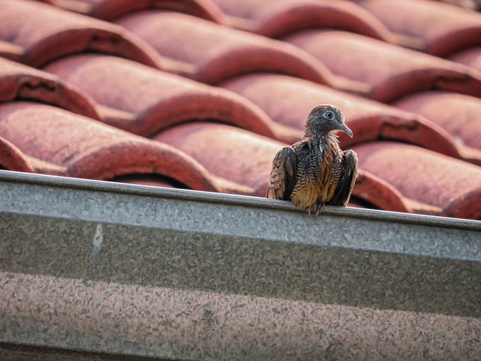 Close-up of a bird perching on roof