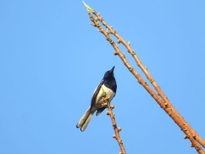Low angle view of bird perching on a branch against clear blue sky