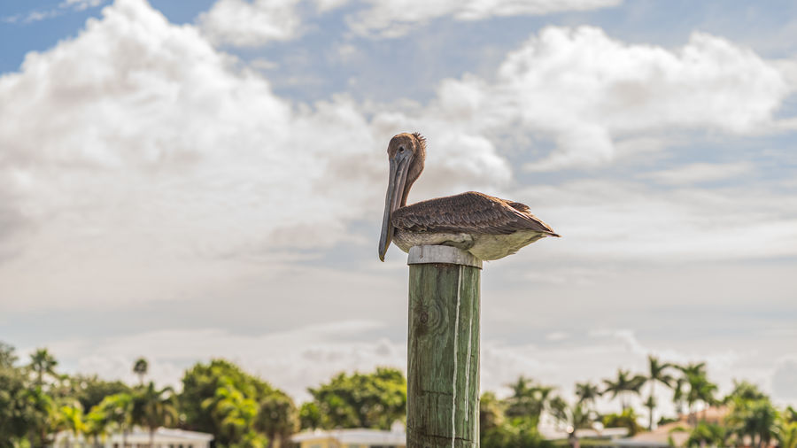 Bird perching on wooden post against sky