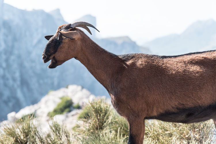 Goat standing on rock against sky