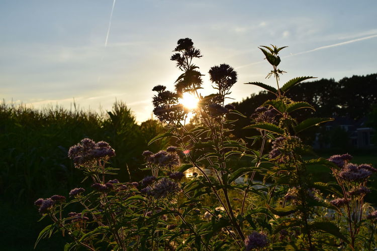 Close-up of flowering plants against sunset sky