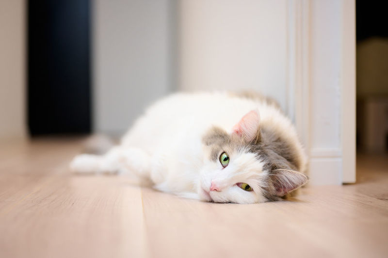 Portrait of white cat lying on hardwood floor relaxing