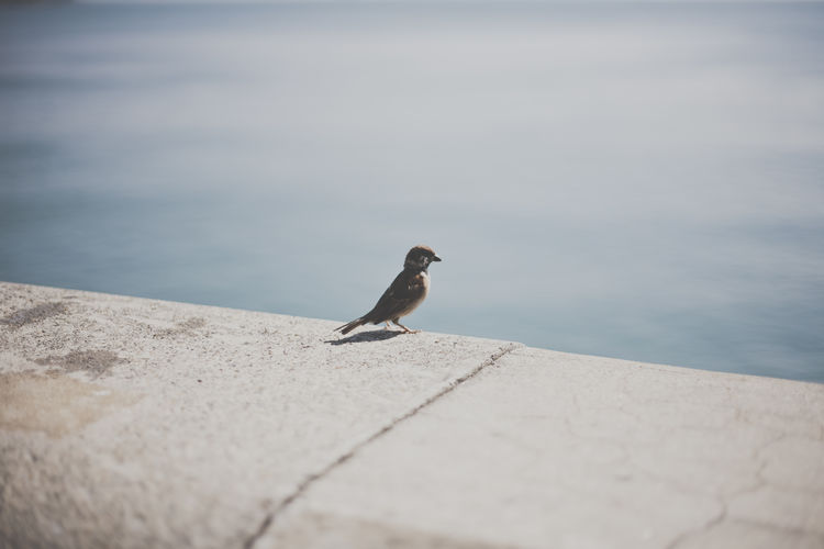 Sparrow perching on retaining wall by sea