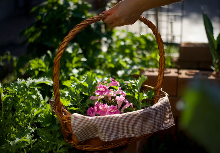Close-up of vegetable and flowering plants in basket