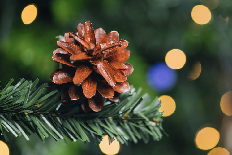 Close-up of pine cone on christmas tree against defocused lights