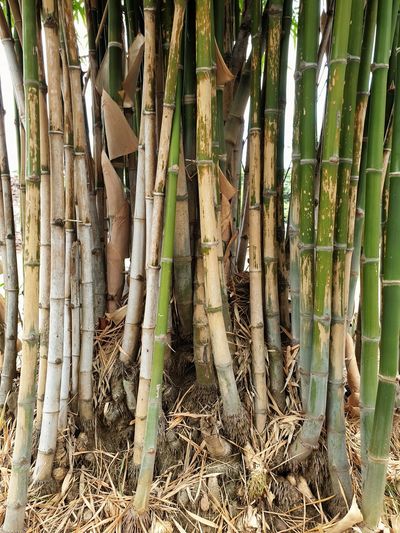 Close-up of bamboo trees in the forest