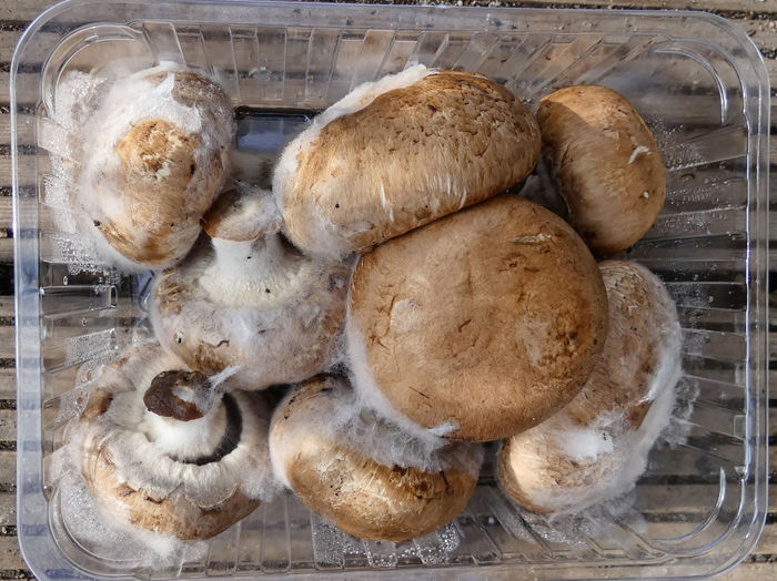Mushroom, moldy