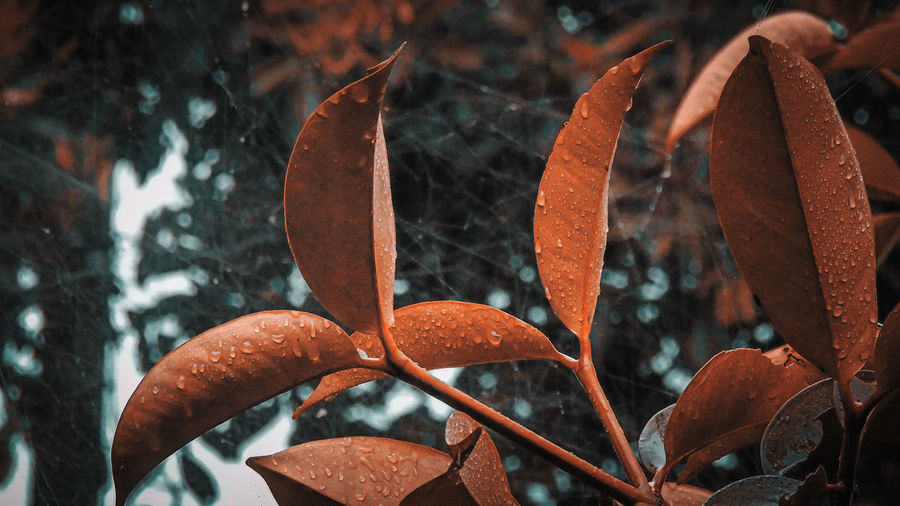 Close-up of wet leaves during autumn